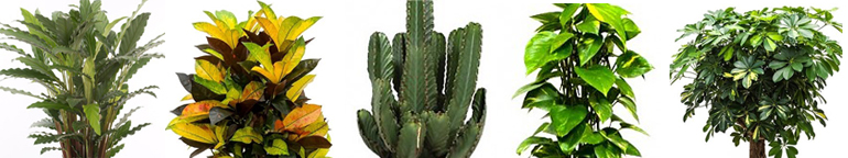 Binnenplanten online kopen