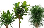 Plant van de maand