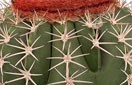 Grote cactussen zijn stoer