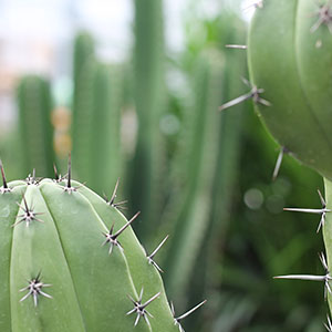 grote cactussen