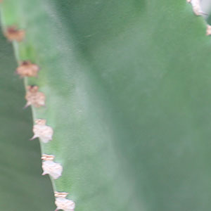 euphorbia ingens webshop