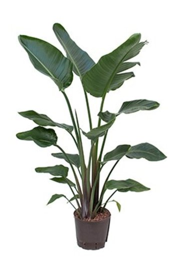strelitzia nicolai kopen strelitzia nicolai 150 cm op hydrocultuur kopen strelitzia nicolai kopen strelitzia nicolai 150 cm op hydrocultuur kopen