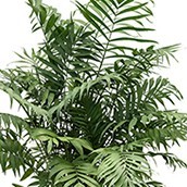 AloëVera verzorging 123kamerplanten