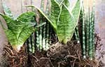 Sansevieria - Plant van de maand