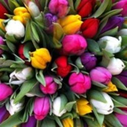 Afbeeldingsresultaat voor tulpen