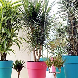 Dracaena verzorging. 123kamerplanten Yucca gele bladeren
