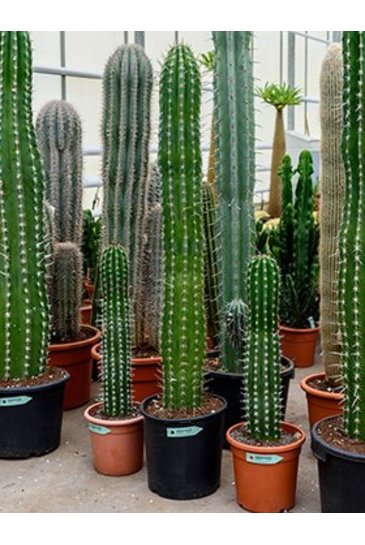 trip cactus kopen