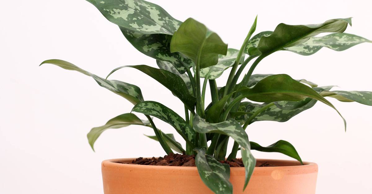 Aglaonema - Verzorging