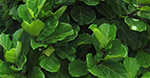 Ficus Lyrata - Tabaksboom