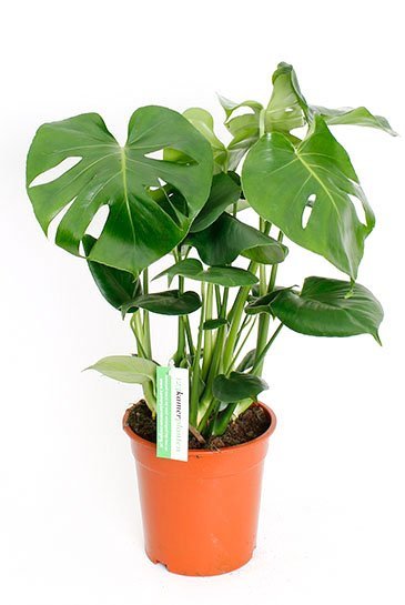  Philodendron  Monstera  Deliciosa 70 cm kamerplant kopen 