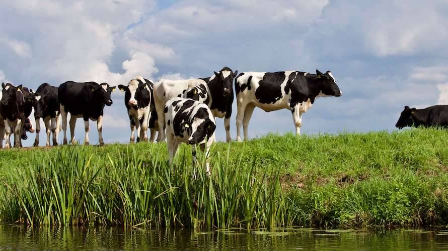 Vliegenbestrijding Agrarische bedrijven