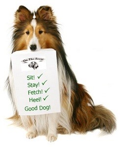 Hoe train je je hond?