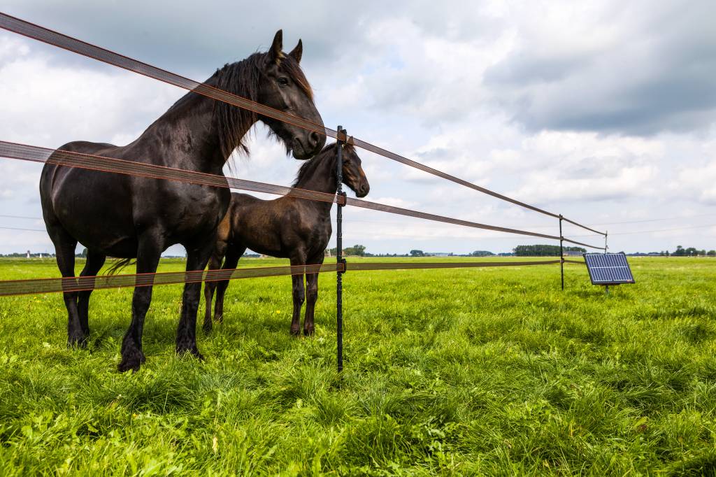 Horses Product van het Jaar 2018