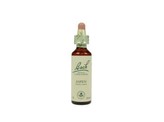 Bach Aspen / ratelpopulier Bach Aspen / ratelpopulier