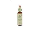 Bach Hornbeam / haagbeuk Bach Hornbeam / haagbeuk