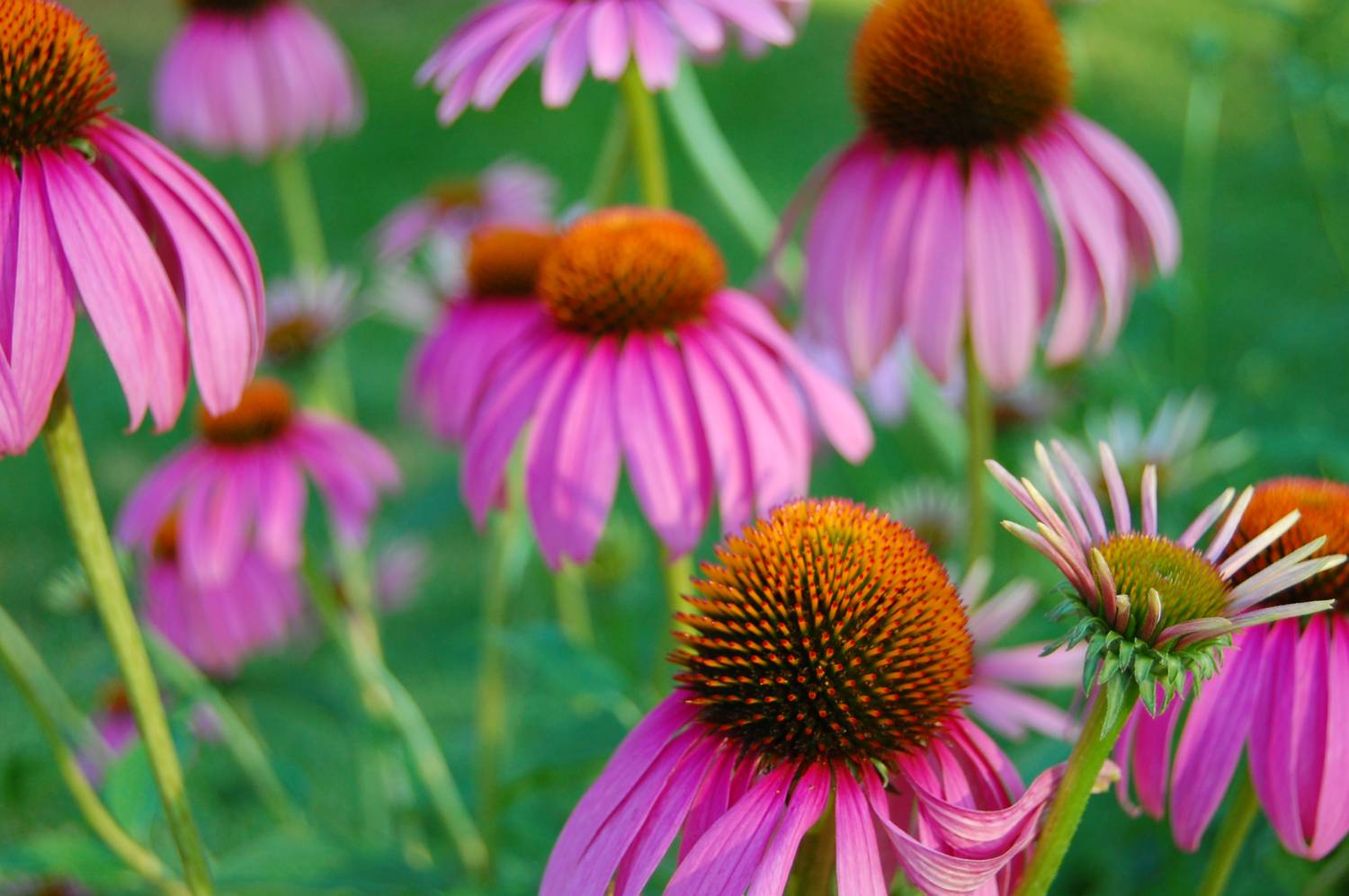 Echinacea voor meer weerstand