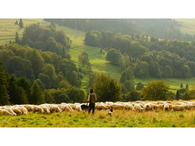 Herder
