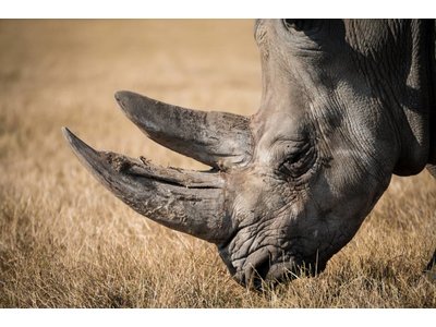 Neushoorn by Lucas