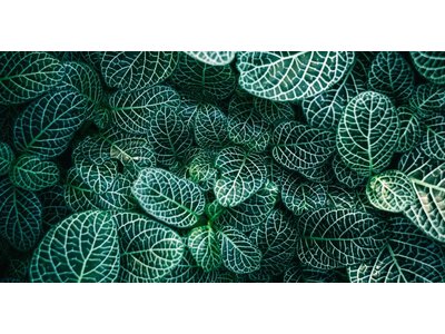 Botanische tuin by Samuel