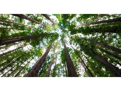 Australisch bos by Arnaud