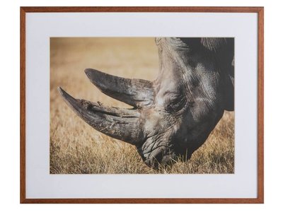 Neushoorn by Lucas