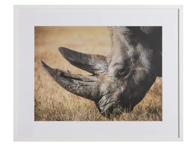 Neushoorn by Lucas
