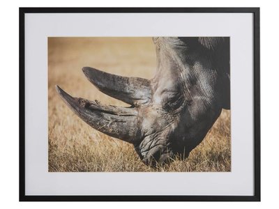 Neushoorn by Lucas
