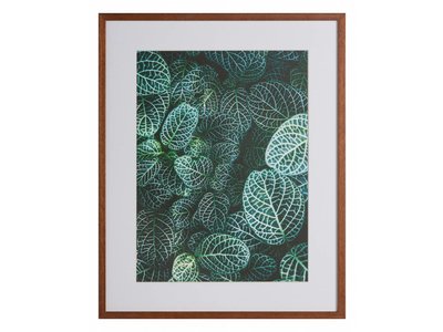 Botanische tuin by Samuel