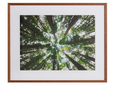 Australisch bos by Arnaud
