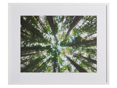Australisch bos by Arnaud