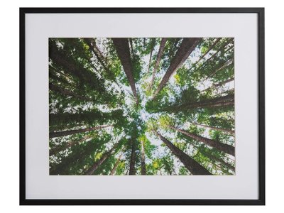 Australisch bos by Arnaud