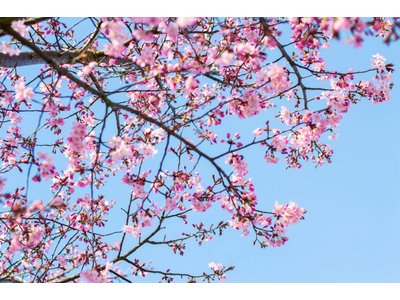 Roze Natuur by Uriel Soberanes