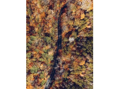 Above the trees by Ruben Gutierrez