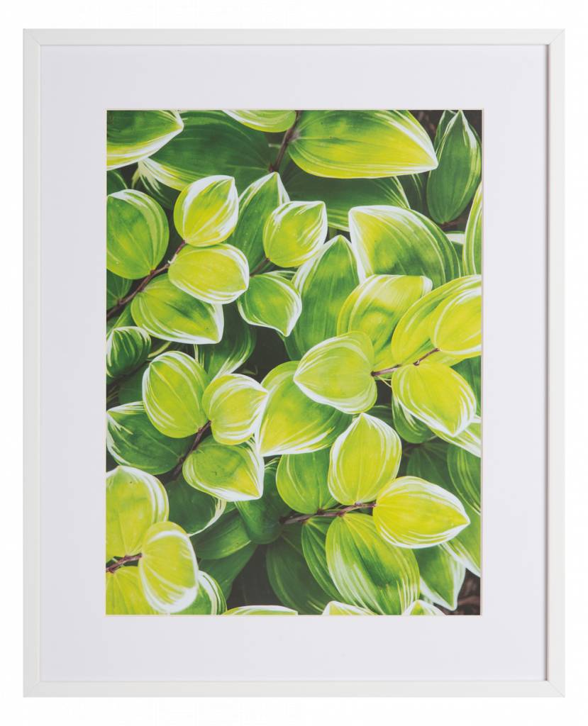 Botanisch by Jeffrey Betts
