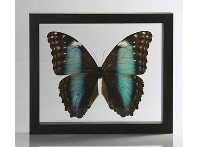 Ingelijste vlinder - Morpho Deidamia
