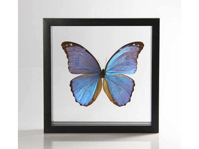 Ingelijste vlinder - Morpho Godarti