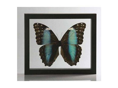 Ingelijste vlinder - Morpho Deidamia