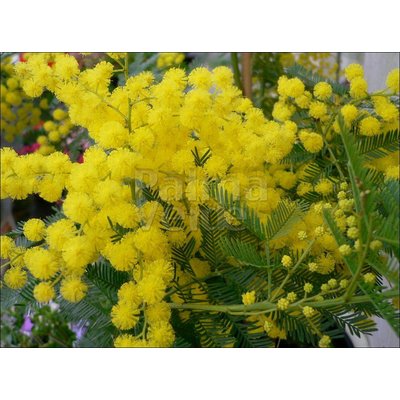 Bloemen-flowers Acacia dealbata Gauloise - Mimosa
