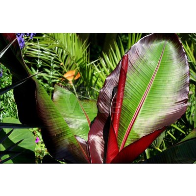 Bananen-bananas Ensete ventricosum Maurelli