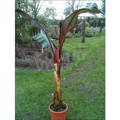 Bananen-bananas Ensete ventricosum Maurelli