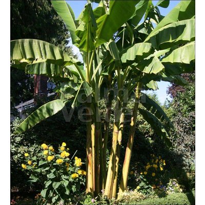 Bananen Musa basjoo - Japanse vezelbanaan