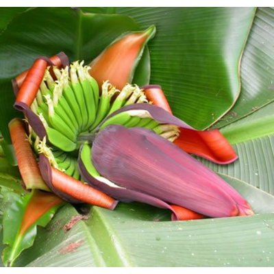 Bananen Musa sikkimensis Red Tiger - Darjeelingbanaan