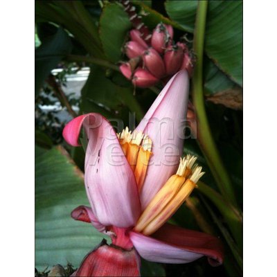 Bananen-bananas Musa velutina - Roze dwergbanaan