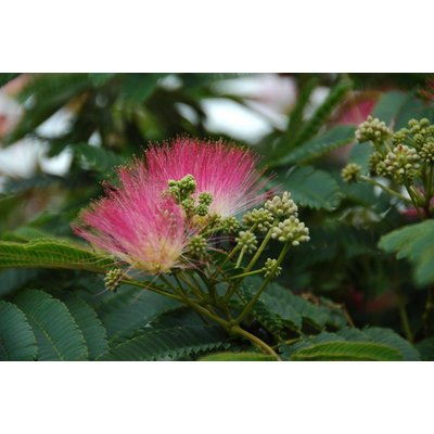 Bloemen Albizia julibrissin - Perzische Slaapboom - Zijdeboom