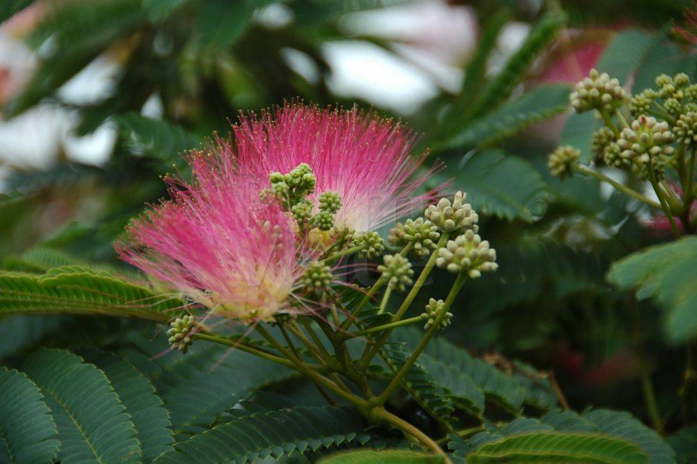 Albizia julibrissin - Palma Verde Exoten V.O.F.