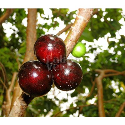 Eetbare tuin-edible garden Myrciaria cauliflora - Jabuticaba - Guapuru - Braziliaanse druivenboom