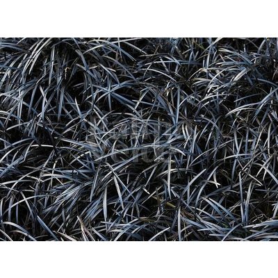 Siergrassen-ornamental grasses Ophiopogon planiscapus Niger - Zwart gras