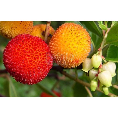 Eetbare tuin-edible garden Arbutus unedo - Aardbeienboom