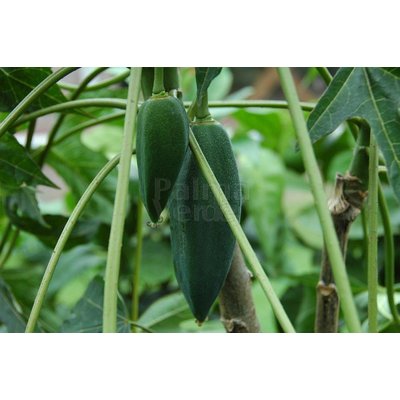 Eetbare tuin-edible garden Carica pentagona - Vasconcellea x heilbornii - Babaco papaya