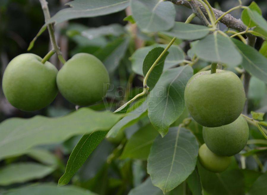 Casimiroa edulis - White zapote - Palma Verde Exoten V.O.F.